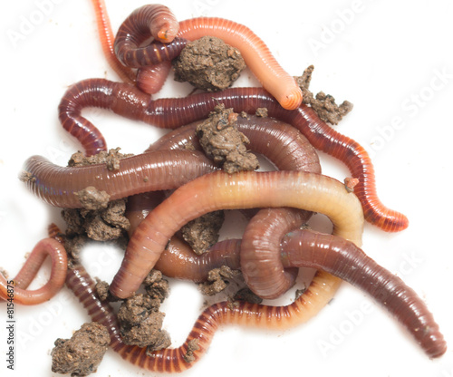 a bunch of worms to the earth on a white background © studybos