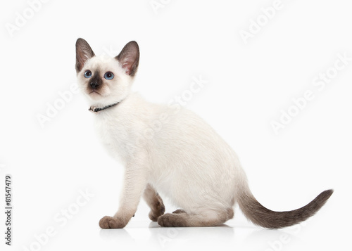 Cat. Thai kitten on white background