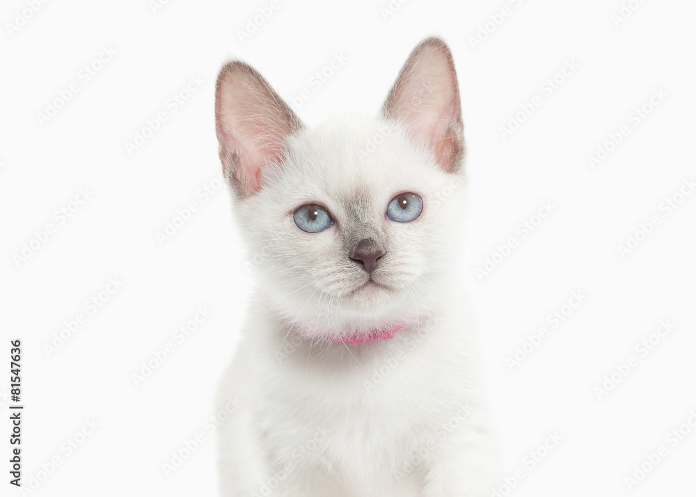 Cat. Thai kitten on white background