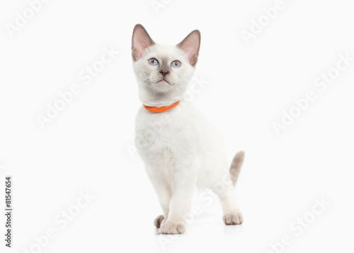 Cat. Thai kitten on white background