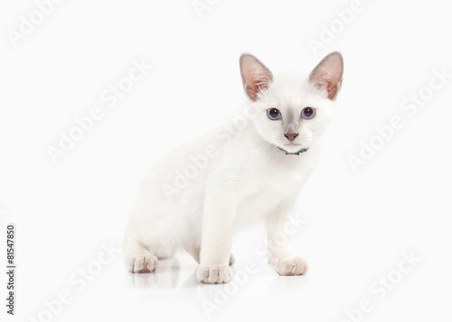 Cat. Thai kitten on white background