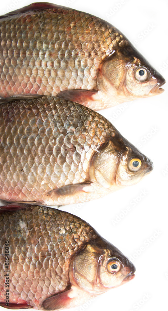 three fish carp on a white background three fish carp on a white background