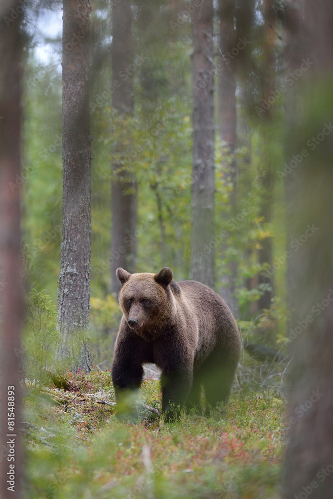 Fototapeta premium Brown bear in the forest, between the trees
