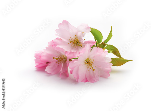 Obraz na płótnie New Cherry Blossom isolated on a white background. w salonie