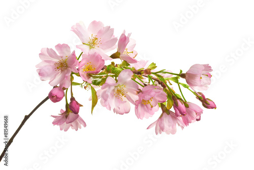 New Cherry Blossom isolated on a white background.
