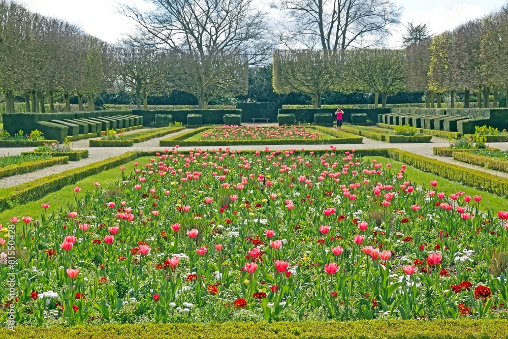 Obraz premium parterre de tulipes au printemps