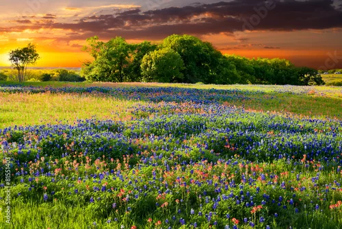Obraz Texas Wildflowers