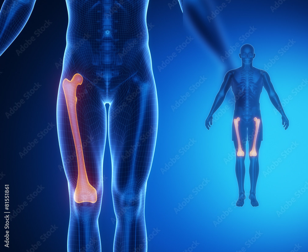 FEMUR bone anatomy x-ray scan FEMUR bone anatomy x-ray scan
