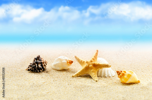 Summer beach. Starfish and seashell on the sand.