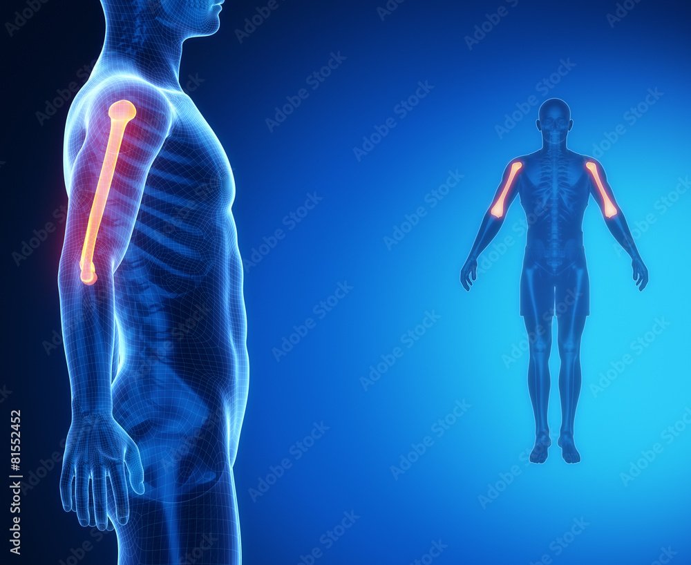 HUMERUS bone anatomy x-ray scan HUMERUS bone anatomy x-ray scan