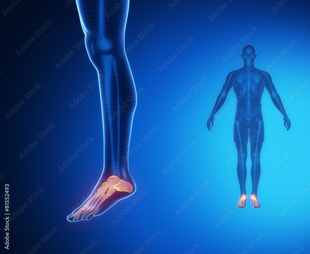 ANKLE bone anatomy x-ray scan ANKLE bone anatomy x-ray scan