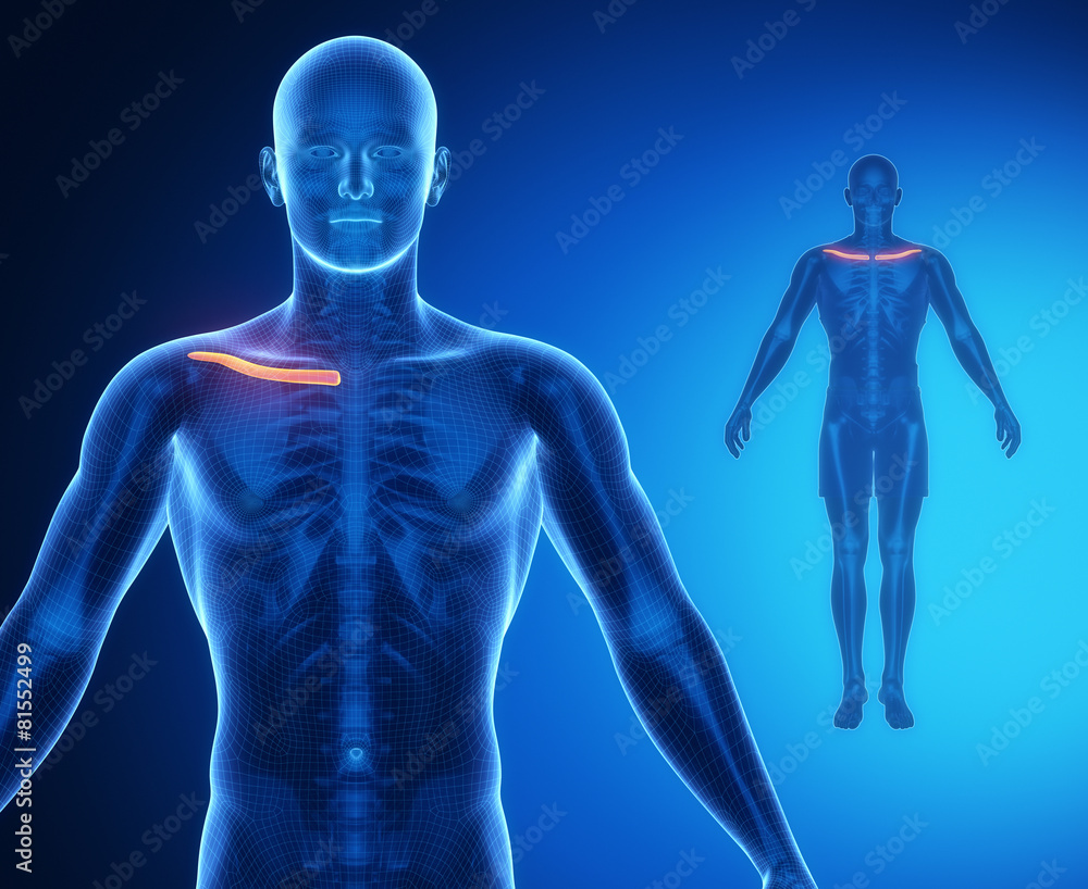 CLAVICLE bone anatomy x-ray scan CLAVICLE bone anatomy x-ray scan
