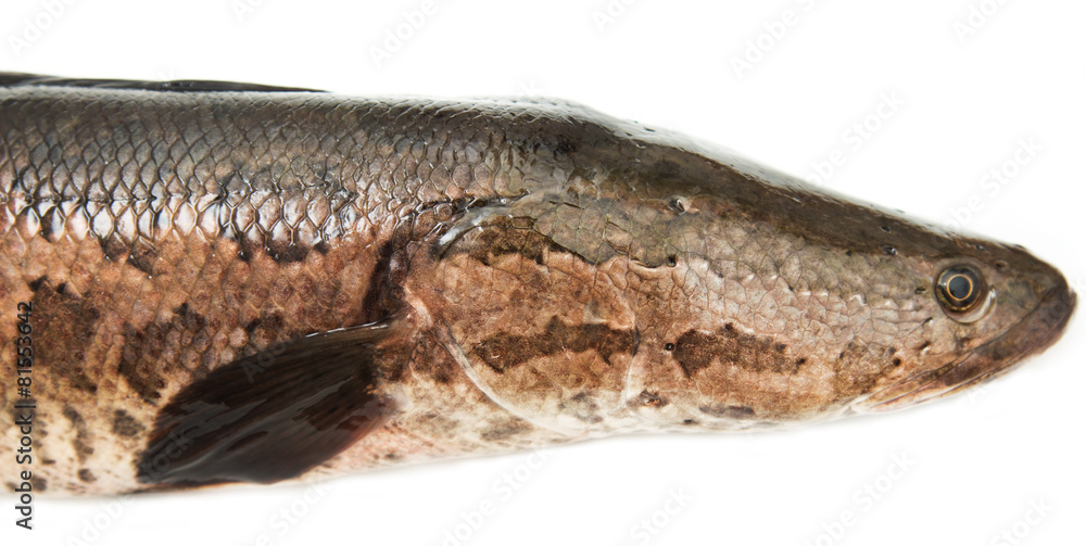 Fototapeta premium snakehead on a white background