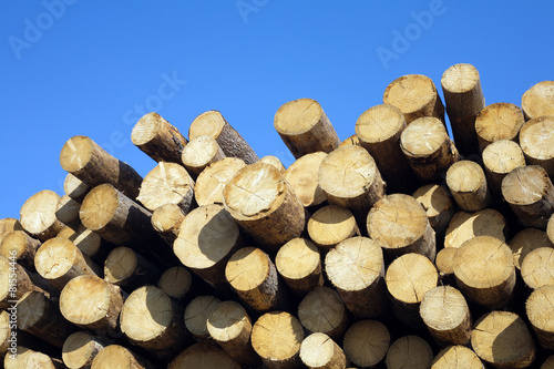 Many sawed pine logs stacked in a pile front view