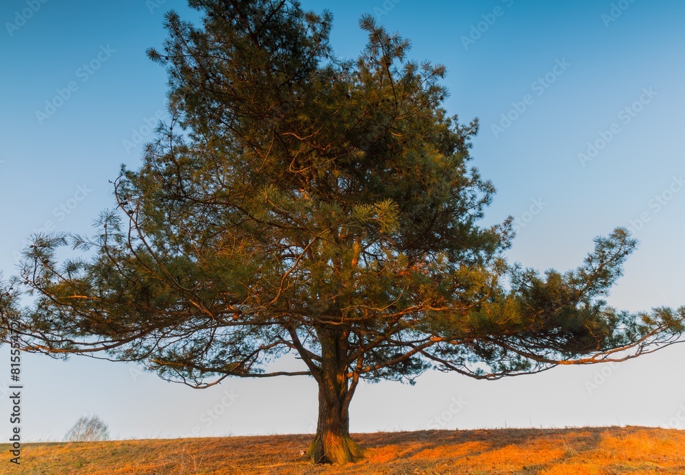 Photo of old big pine tree on hill of meadow
