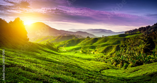 Foto Tea plantation