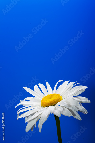 Daisy on blue background