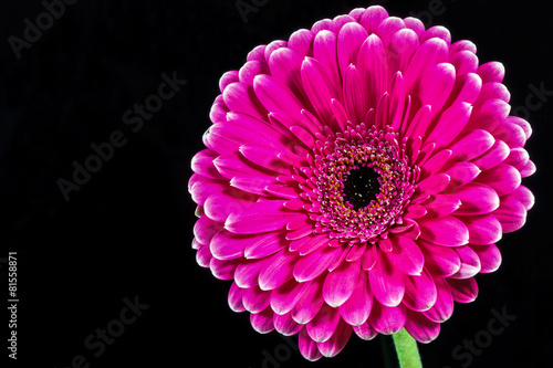 pink gerbera daisy