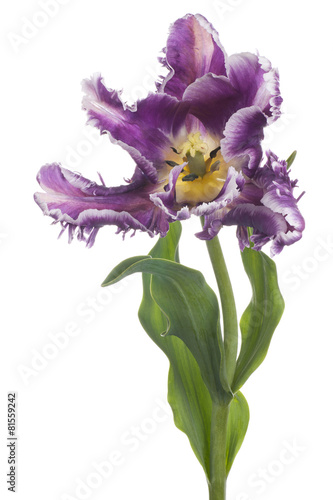 Fototapeta Naklejka Na Ścianę i Meble -  tulip