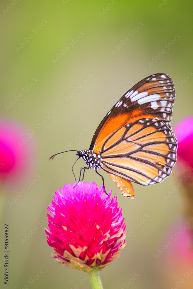 Butterfly on Globe Amaranth flowers. Butterfly on Globe Amaranth flowers.
