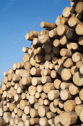 Many sawed pine logs stacked in a pile vertical view closeup