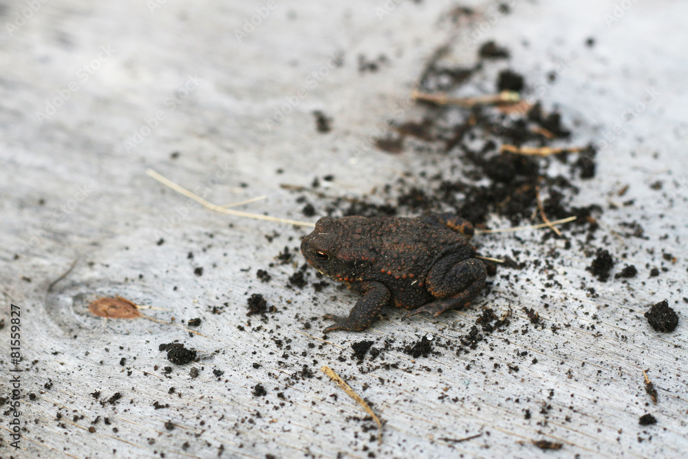 Erdkröte auf Holzplatte, (Bufonidae) - Naturschutz in der Region Erdkröte auf Holzplatte, (Bufonidae) - Naturschutz in der Region