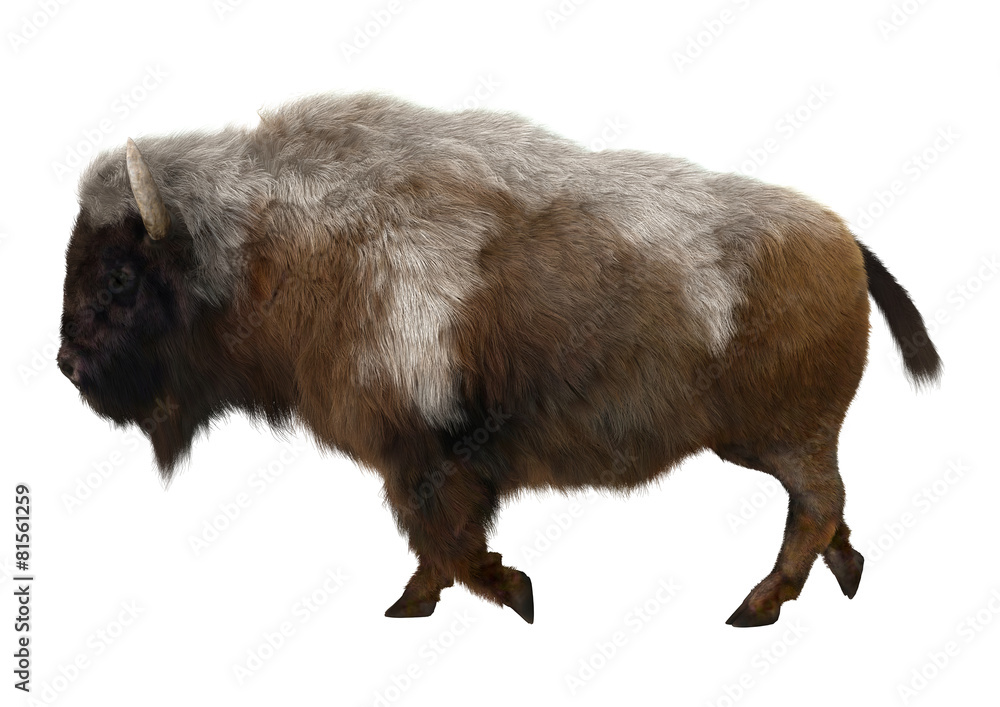 American Bison American Bison