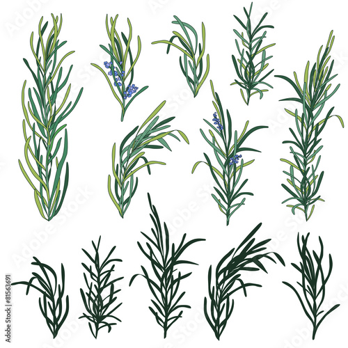 Rosemary herb set © InnaOgando