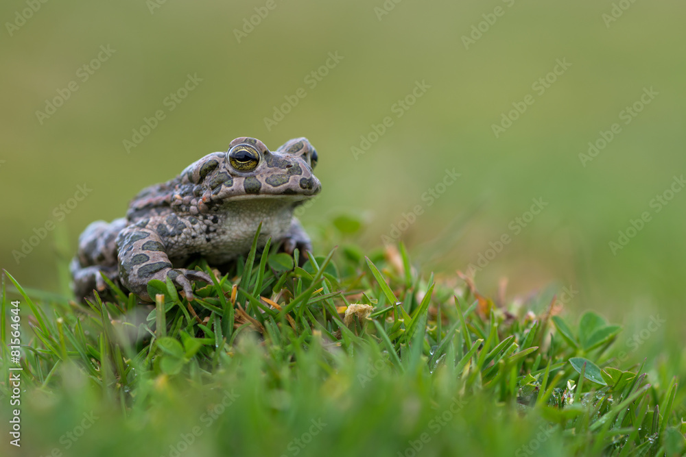 Fototapeta premium Bufo virdis