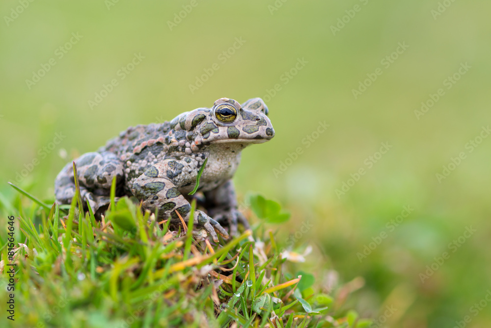 Obraz premium Bufo virdis