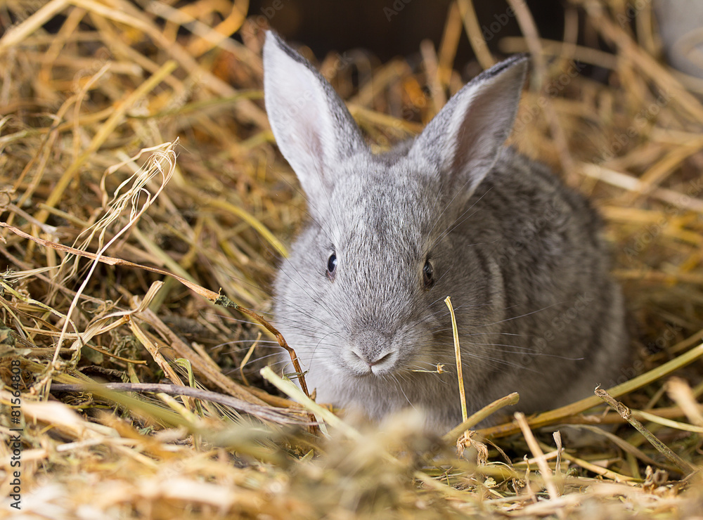 Fototapeta premium Rabbit on Dry Grass