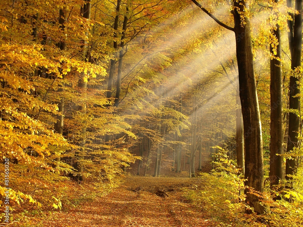 Fototapeta premium sunny autumn forest