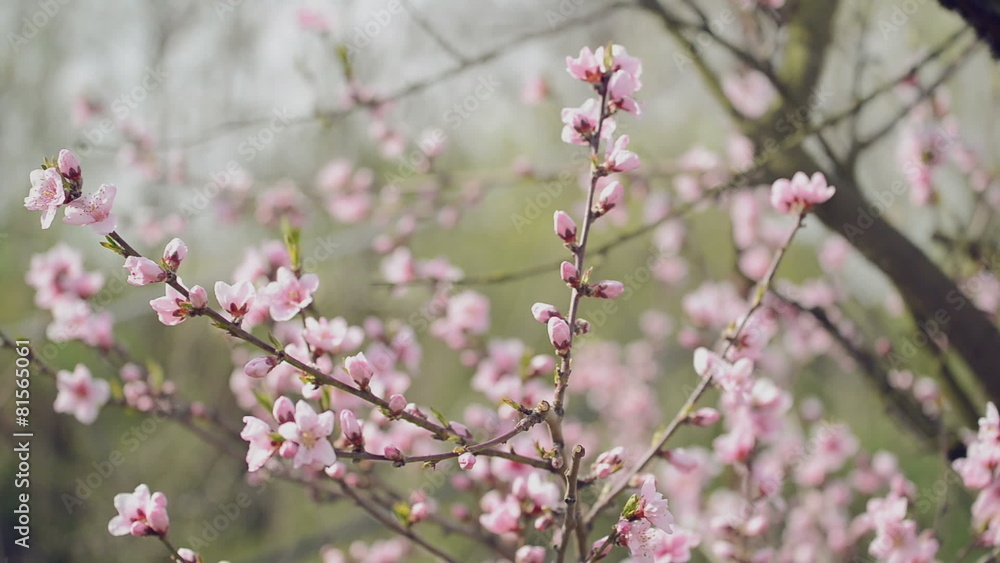 Beautiful Pink Blossoming Peach Flowers on Tree Branch in Spring Beautiful Pink Blossoming Peach Flowers on Tree Branch in Spring