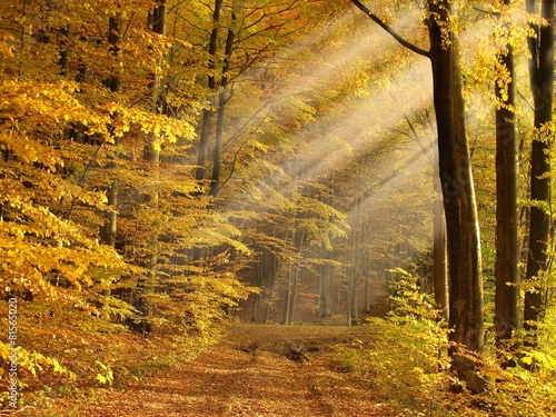 sunny autumn forest #81565020