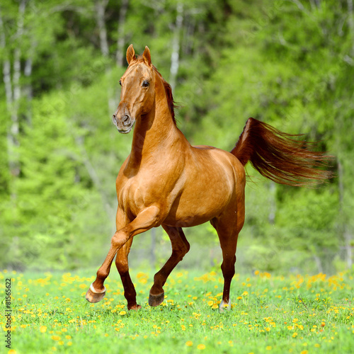 Golden red horse runs trot in summer time