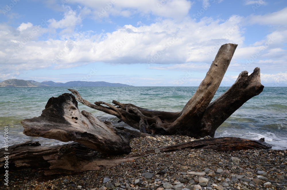 Treibholz an der türkischen Mittelmeerküste