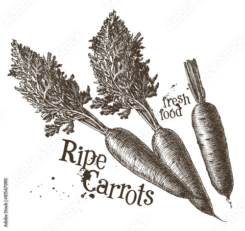 carrots vector logo design template. fresh vegetables, food or