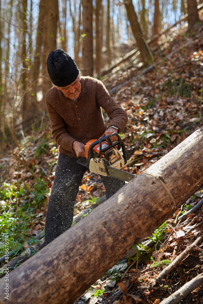 Naklejka premium Old woodcutter at work with chainsaw