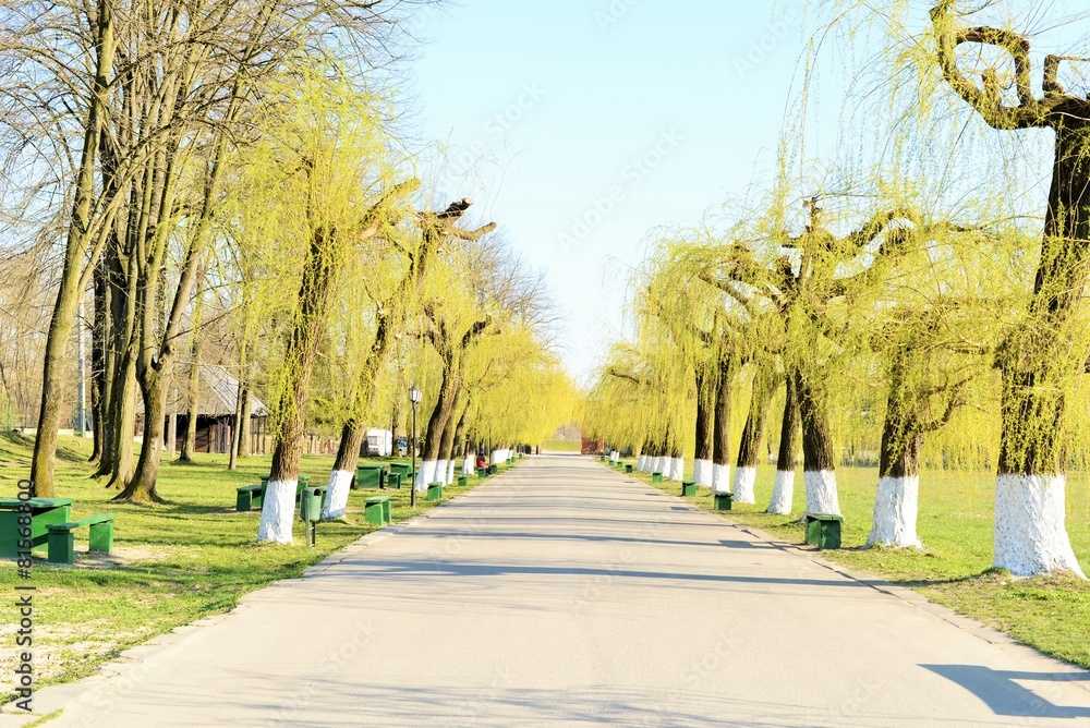 Alley with willows in spring