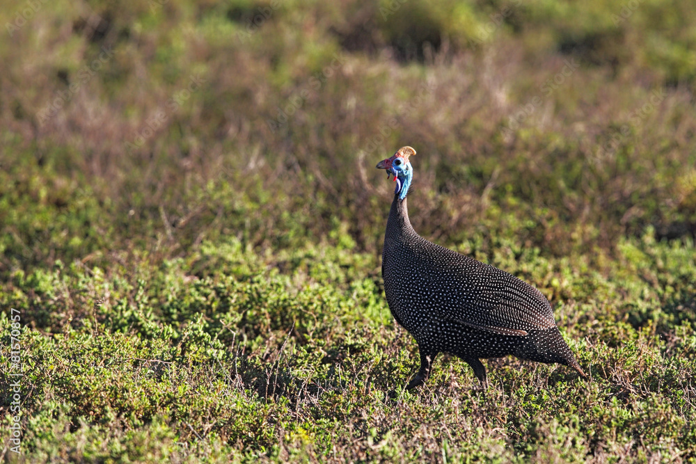 Helmperlhuhn (Numida meleagris)