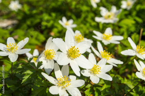 Anemone nemorosa