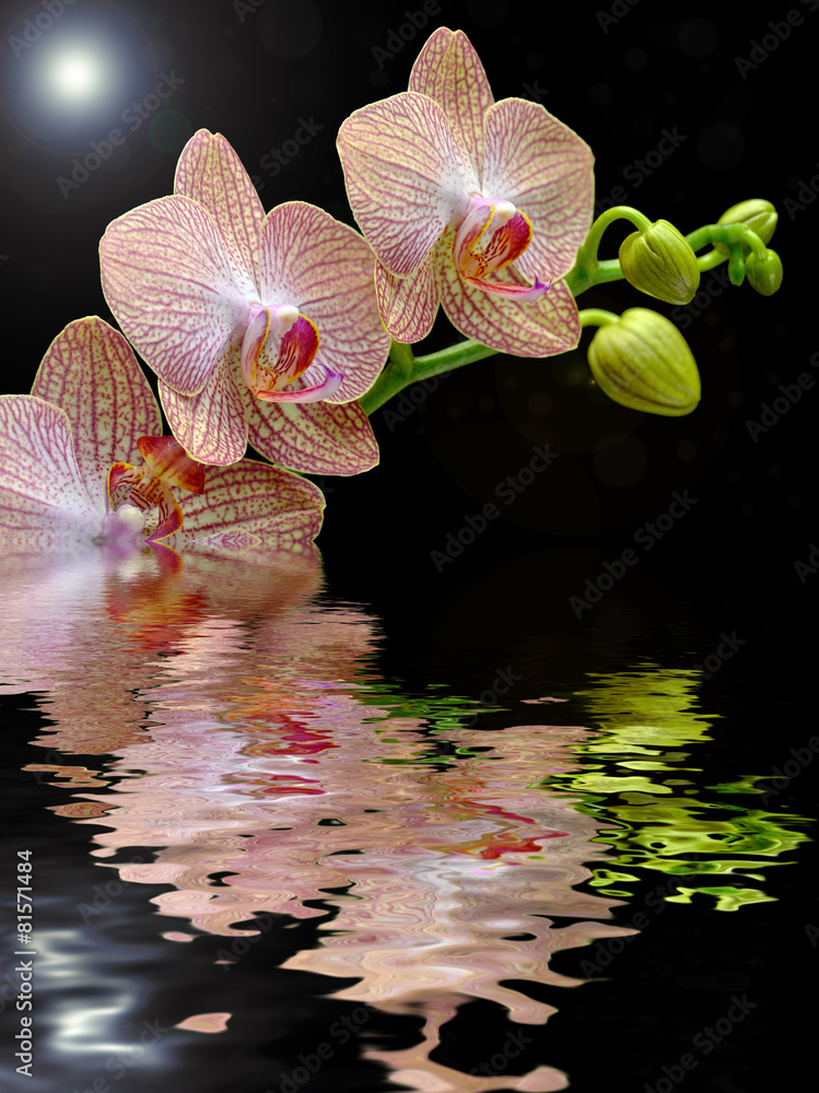 Obraz premium Kwitnący storczyk