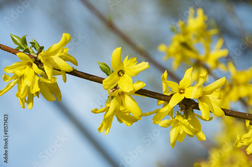 forsythia, a beautiful spring bush with yellow flowers