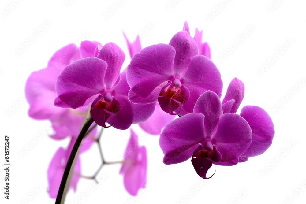 Macro shot of pink orchid isolated on white Macro shot of pink orchid isolated on white