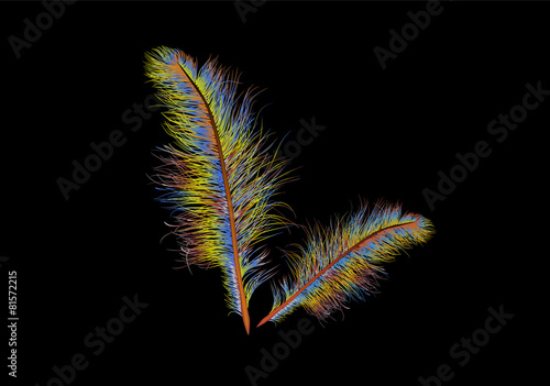 coloured feather