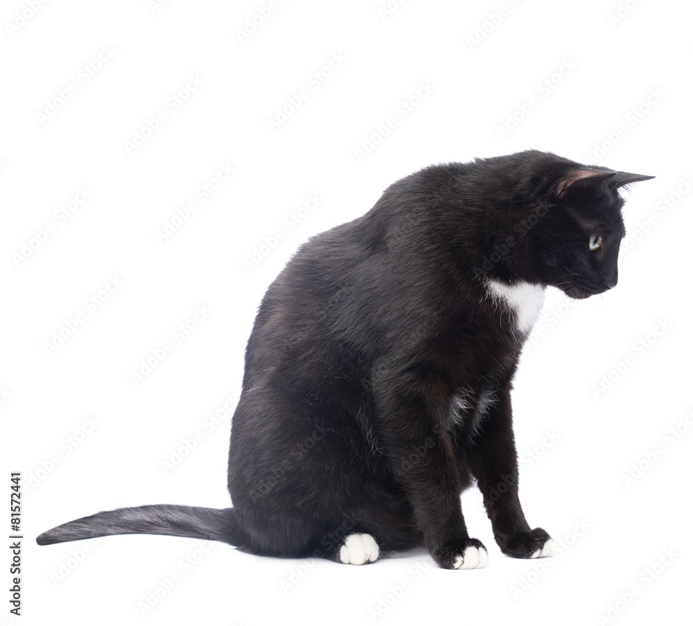 Fototapeta premium Black cat isolated