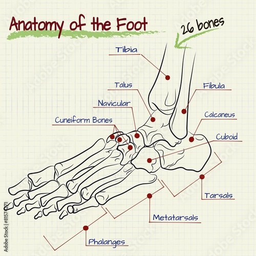 the structure of the human foot - bone
