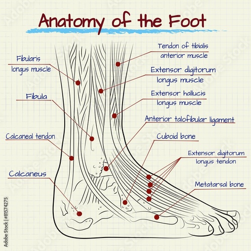 the structure of the human foot