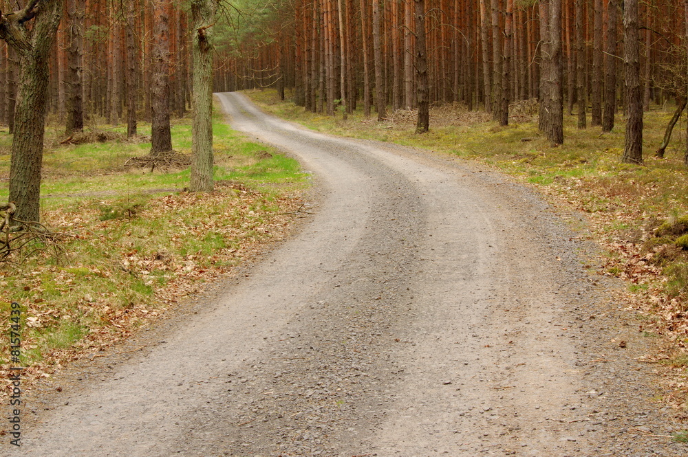 Fototapeta premium Leśna droga.
