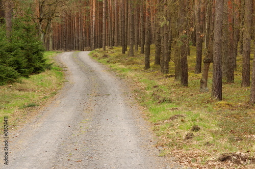 Leśna droga. © boguslavus